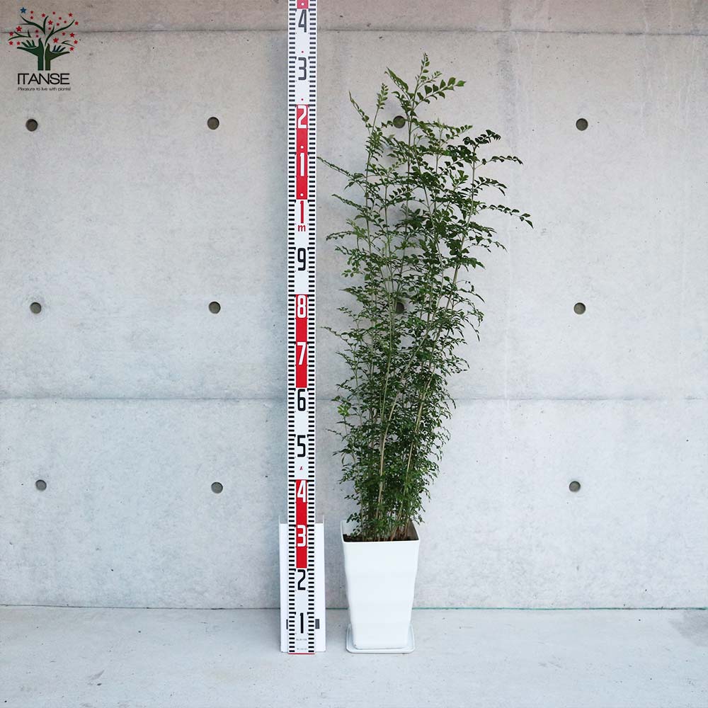 シマトネリコ 【観葉植物 7号スクエア鉢／1個売り】｜ 【植物の