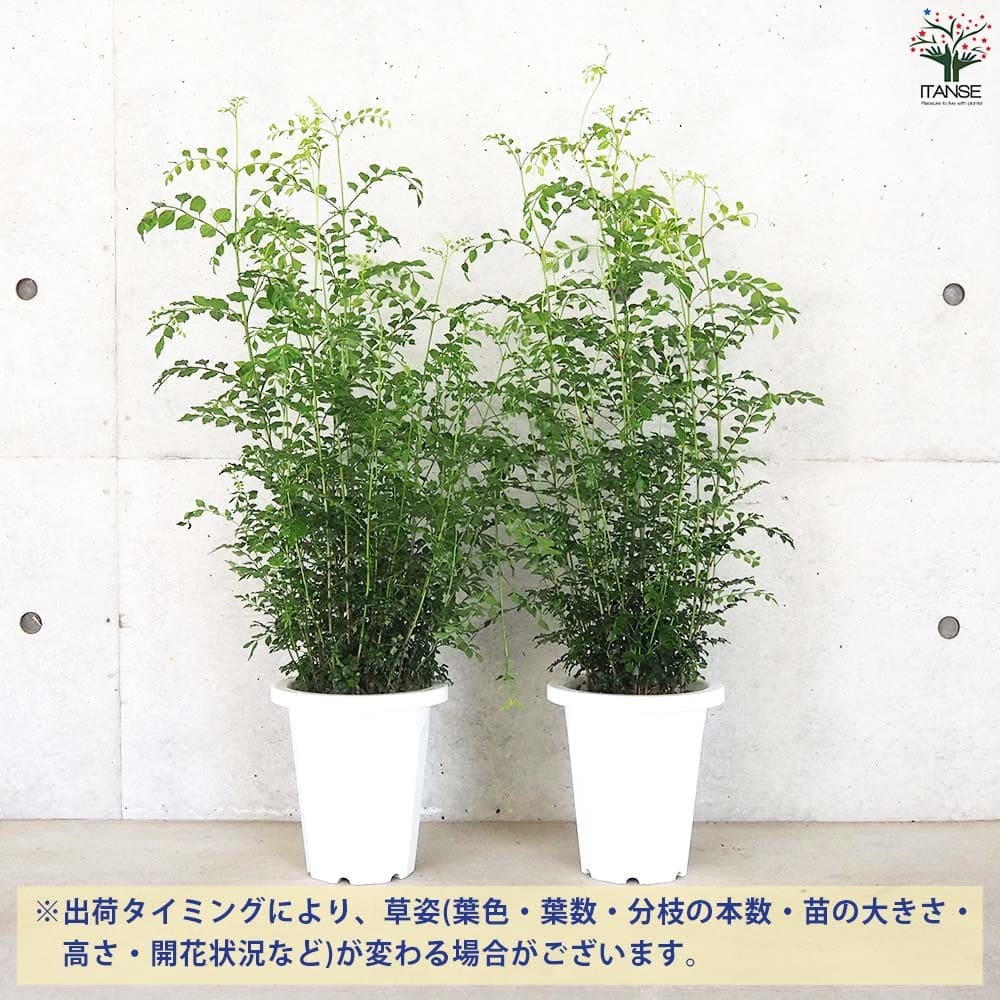 追加商品画像