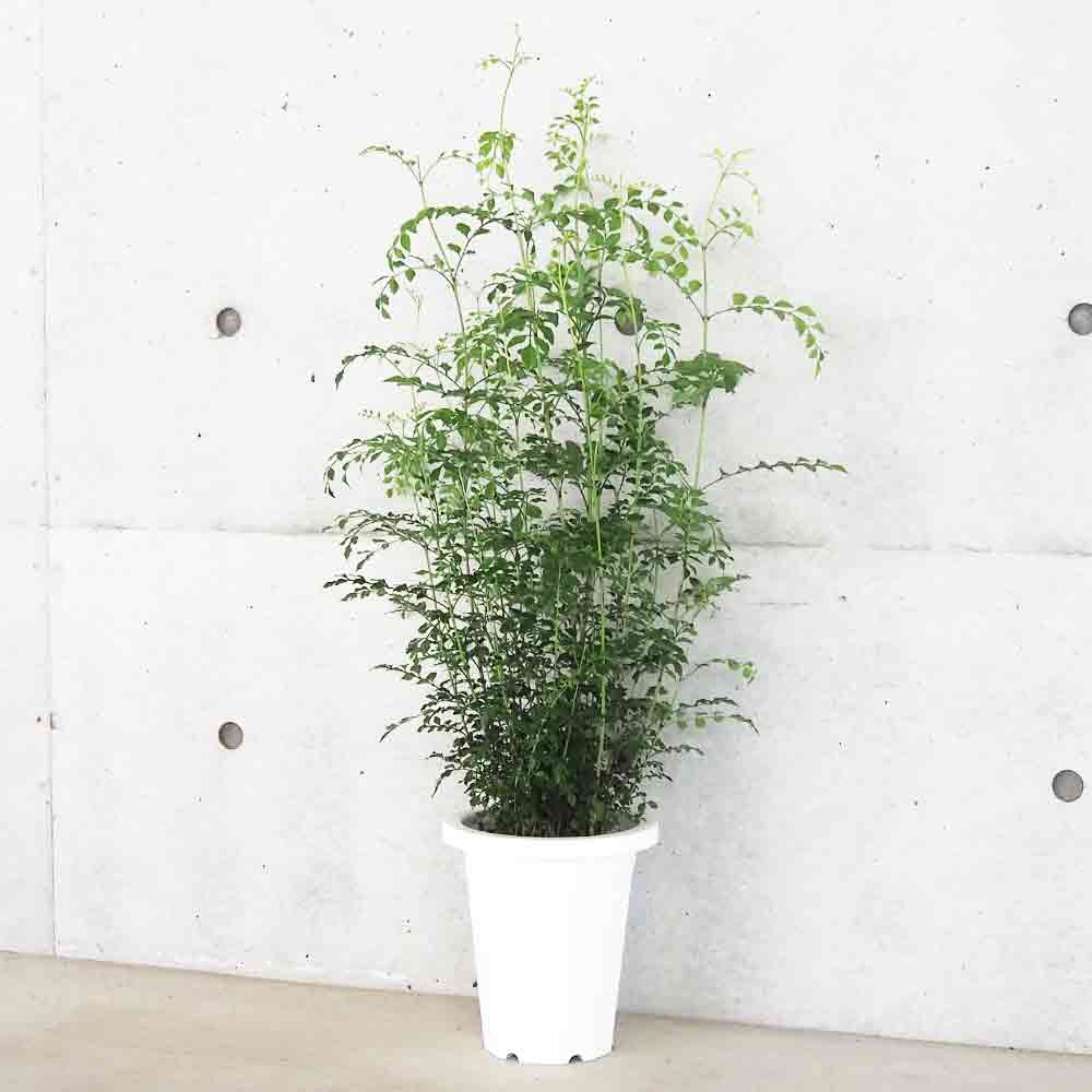 シマトネリコ 【観葉植物 7号鉢／1個売り】