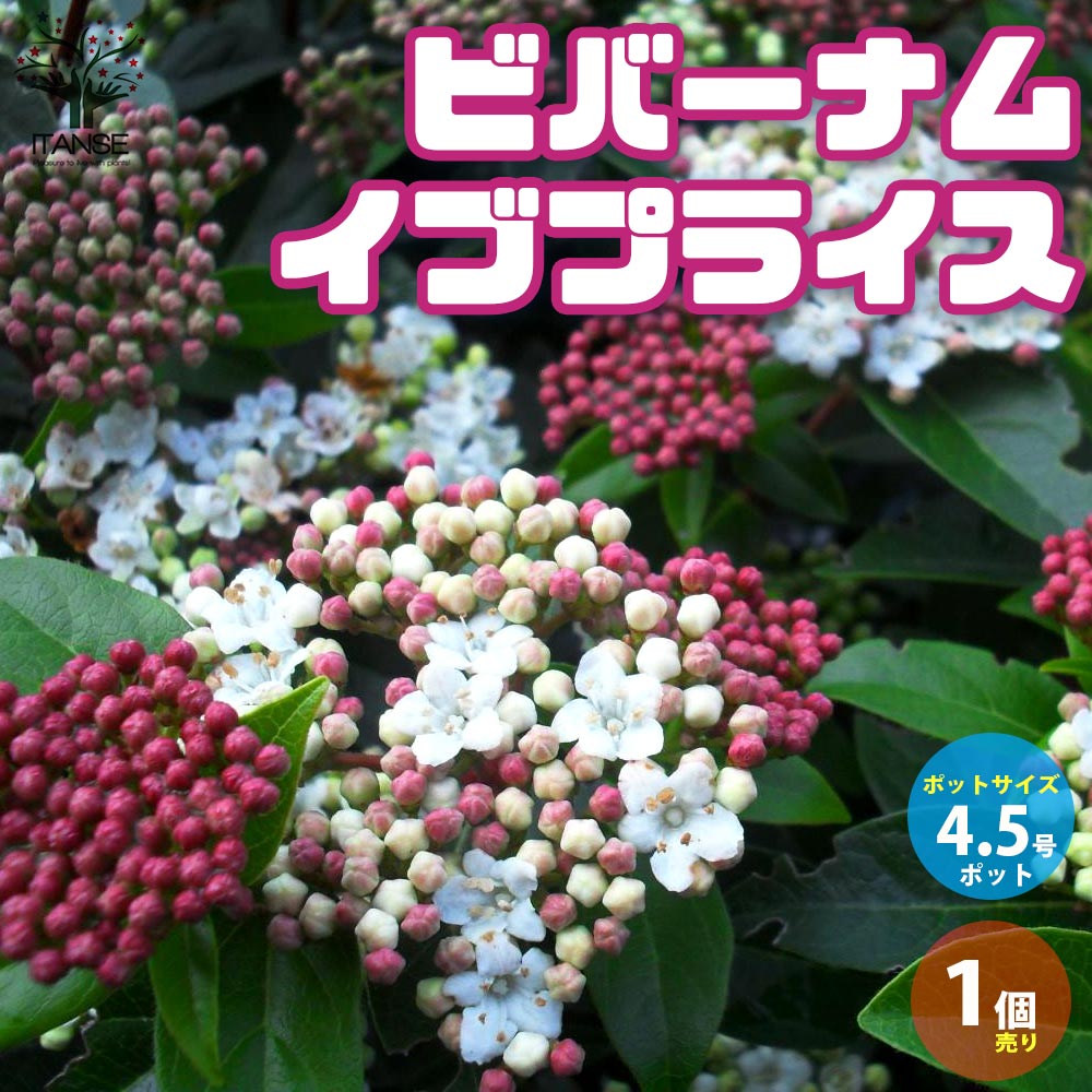 ビバーナム・イブプライス 庭木 4 5号ポット 庭園花木 1個売り 植物の 全品送料無料・即出荷