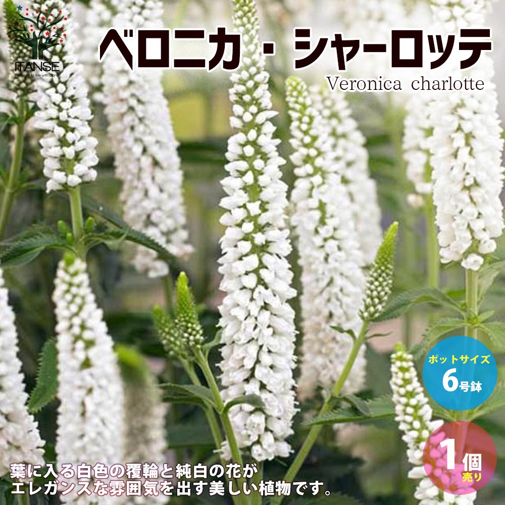 ベロニカ シャーロッテ【花苗 6号ポット大苗／1個売り】