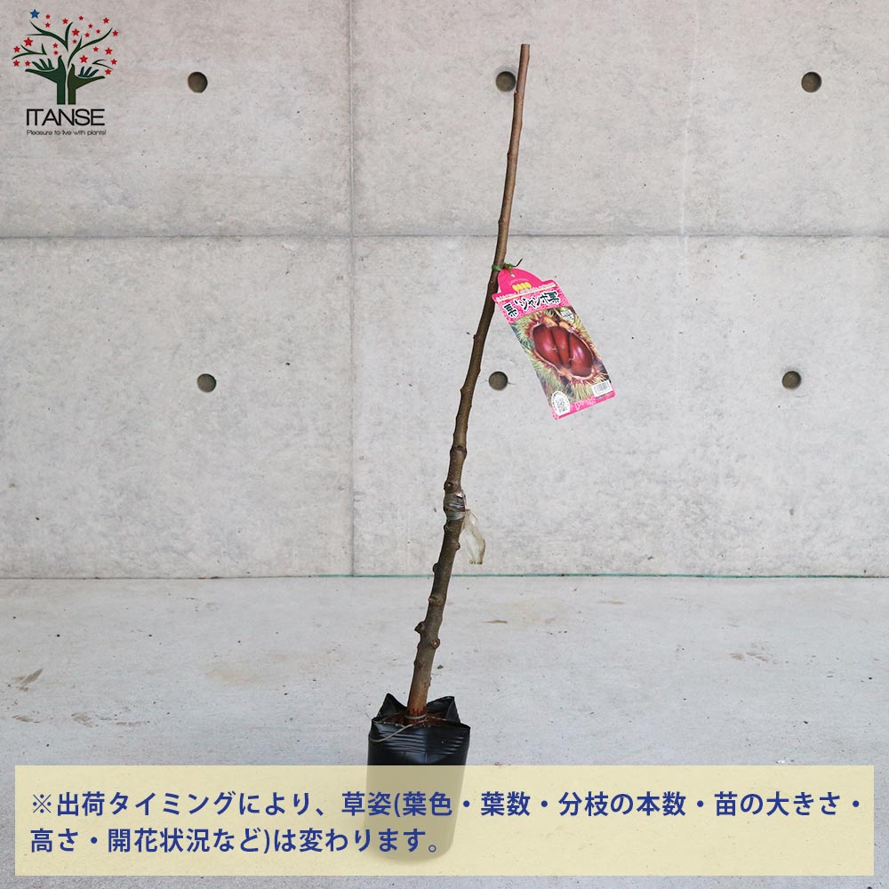 栗の苗木 ジャンボ栗【果樹の苗木 4.5号 接木苗／1個売り】｜ 【植物の