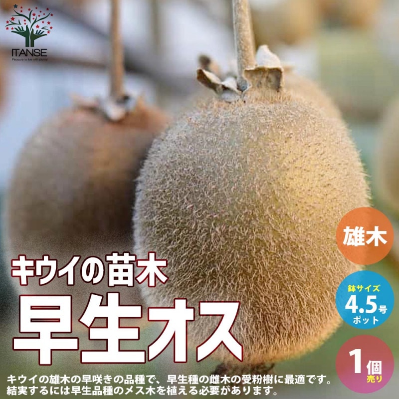 レッドキウイ (メス木)苗木1本レッドキウイ受粉樹(オス木)苗木1本 レッドキウイ (メス木)苗木1本レッドキウイ受粉樹(オス木)苗木1本