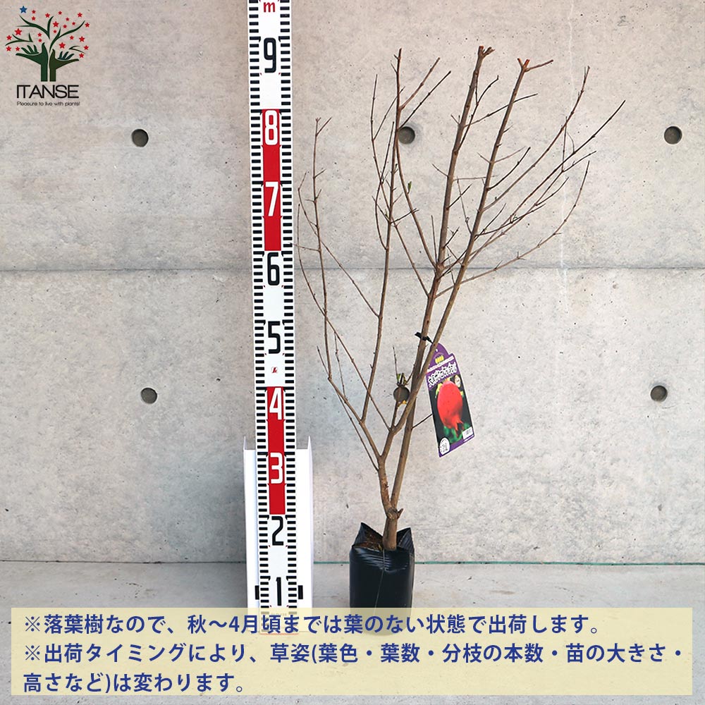 ザクロの苗木 ザクロ(柘榴)の地掘大苗 - 果樹苗・大苗・苗木販売の隅田農園@京都亀岡