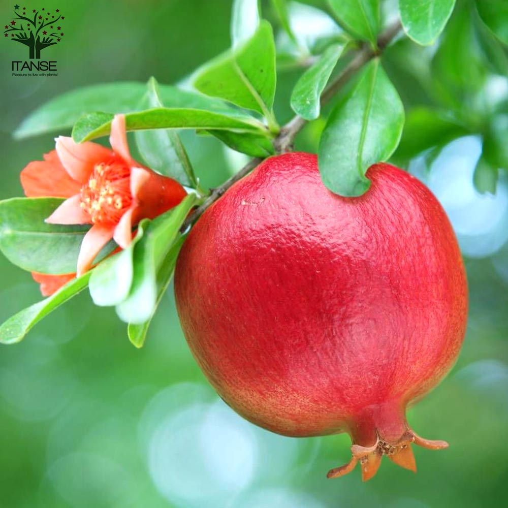 ザクロの苗木 ワンダフル【果樹の苗木 4.5号 挿木苗／1個売り