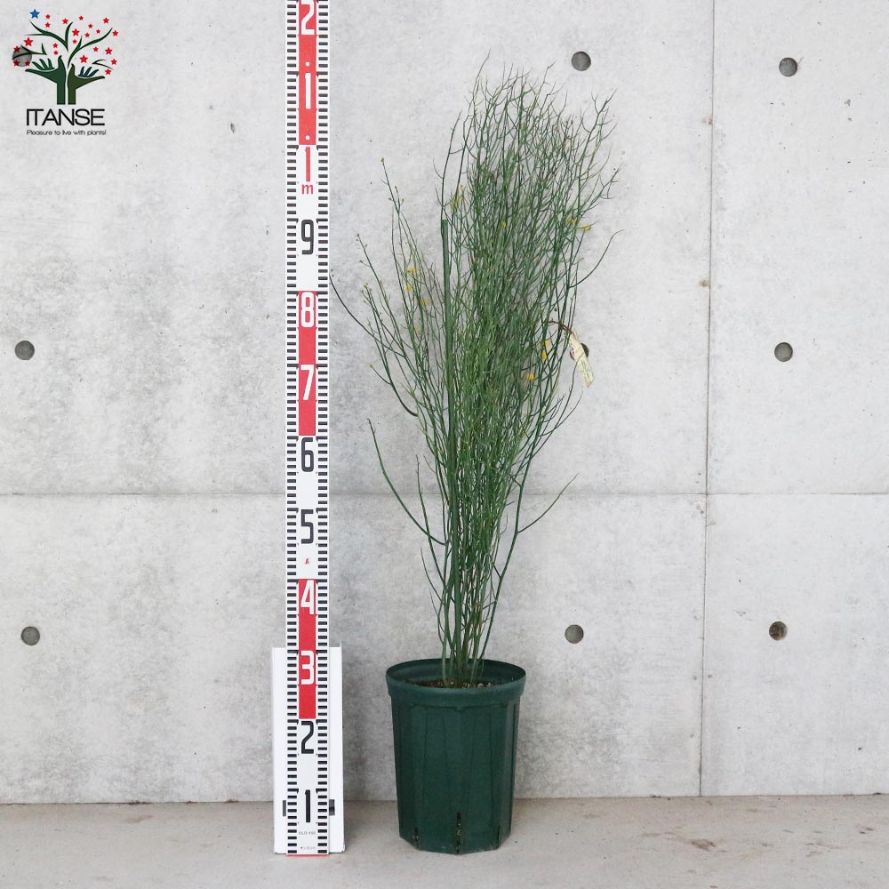 アカシア・スピニーワトル(スピネセンス)【庭木 スリット鉢7号 大苗／1