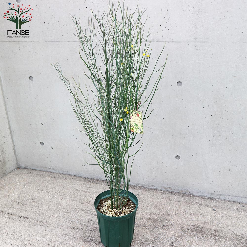 アカシア・スピニーワトル(スピネセンス)【庭木 スリット鉢7号 大苗／1