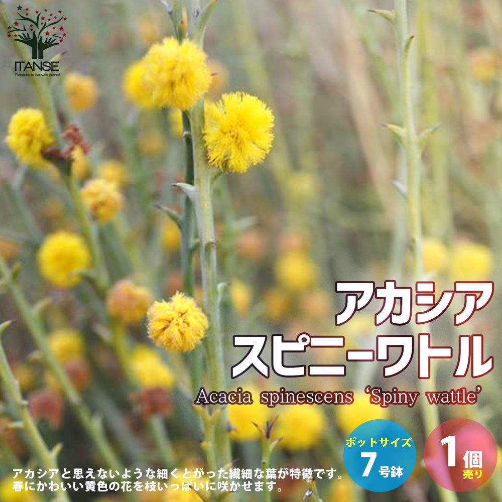 アカシア・スピニーワトル(スピネセンス)【庭木 スリット鉢7号 大苗／1個売り】
