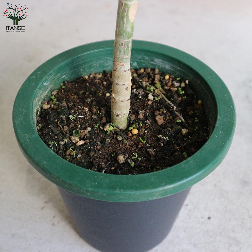 フィカス ウンベラータ ゴムの木の仲間【観葉植物 5号鉢／1個売り