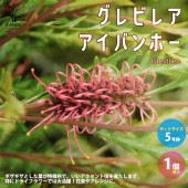 グレビレア・アイバンホー 【庭木 5号スリット鉢／1個売り】|植木・花木