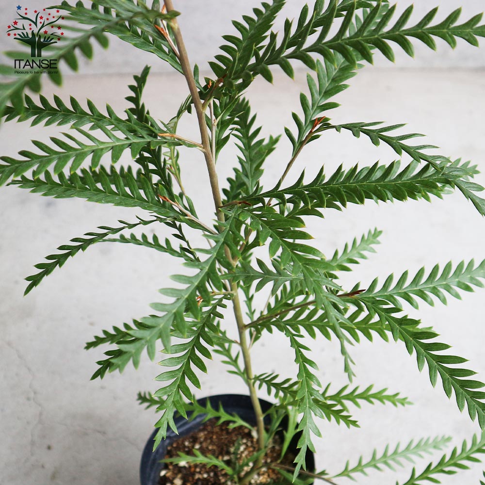 シルバー グレビレア アイバンホー 根付き鉢物大株 高さ1.3m 8号鉢 グレビレア・アイバンホー 【庭木 5号スリット鉢／1個売り