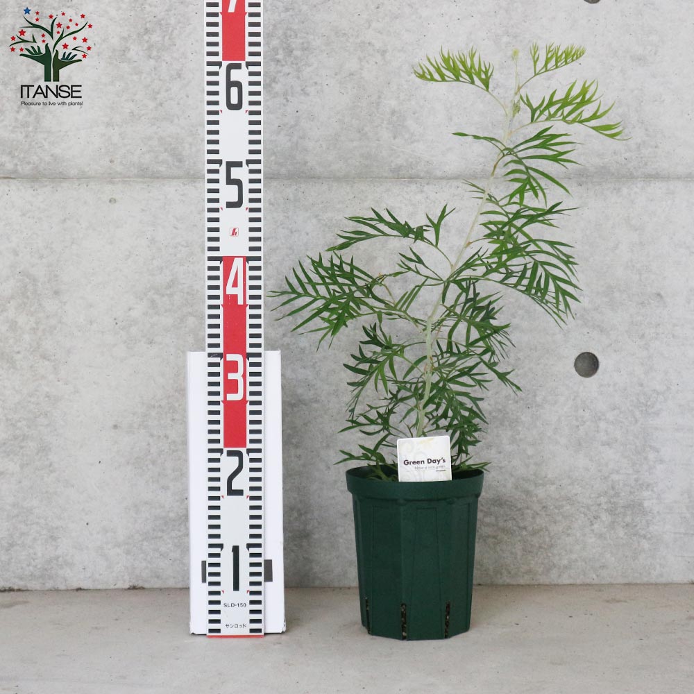 グレビレア・ピーチアンドクリーム【庭木 5号スリット鉢／1個