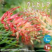 グレビレア・ココナッツアイス【庭木 5号スリット鉢／1個売り】|植木・花木