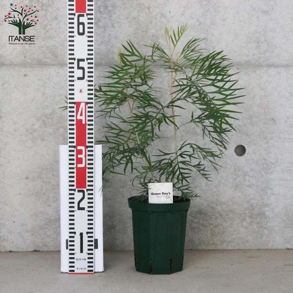 グレビレア・ココナッツアイス【庭木 5号スリット鉢／1個売り