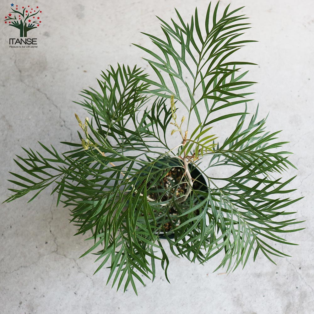 グレビレア・ココナッツアイス【庭木 5号スリット鉢／1個売り