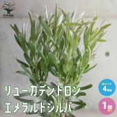 リューカデンドロン・エメラルドシルバー 【庭木 4号ポット／1個売り】|植木・花木