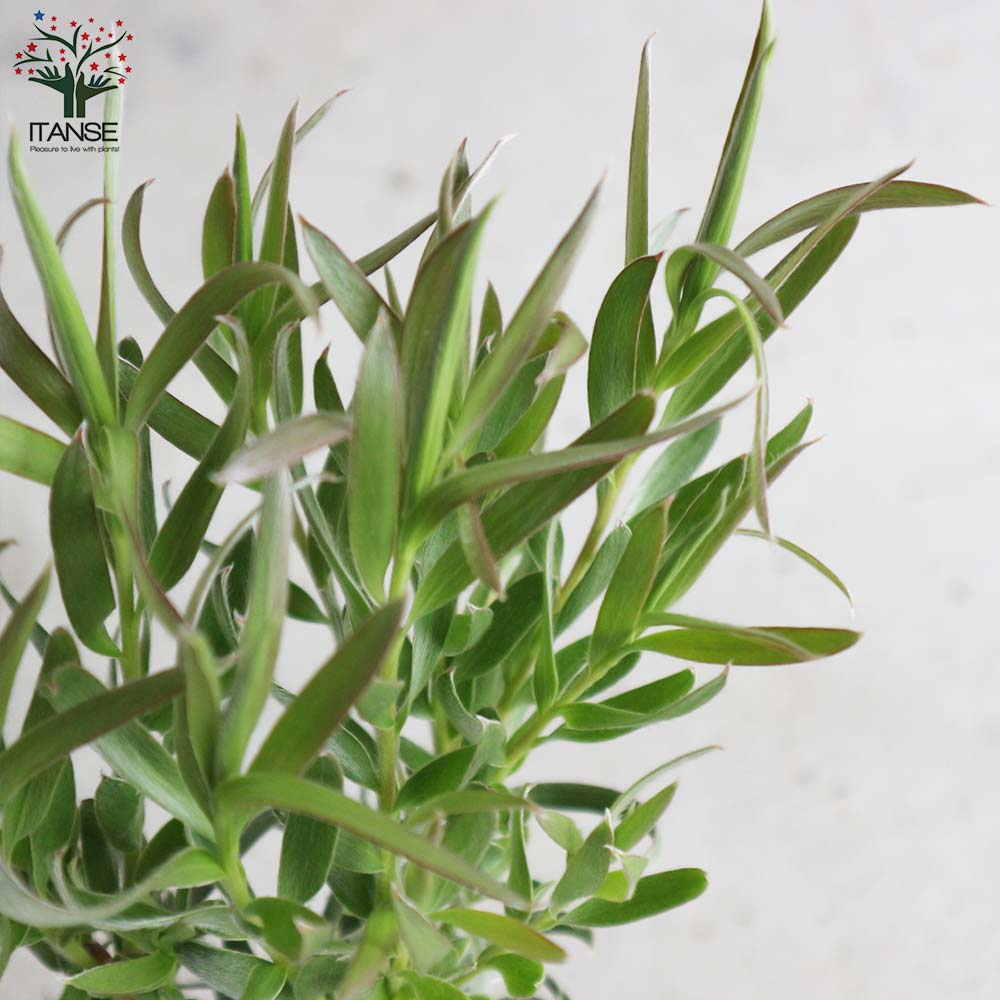 リューカデンドロン・エメラルドシルバー 【庭木 4号ポット／1個売り