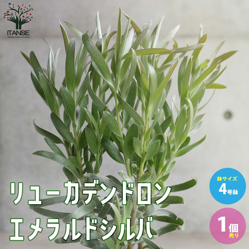 リューカデンドロン・エメラルドシルバー 【庭木 4号ポット／1個売り】