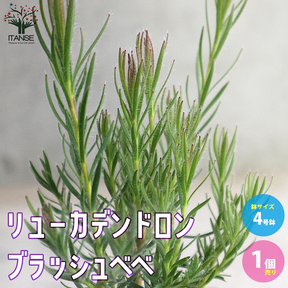 リューカデンドロン・ブラッシュベベ【庭木 4号ポット／1個売り】