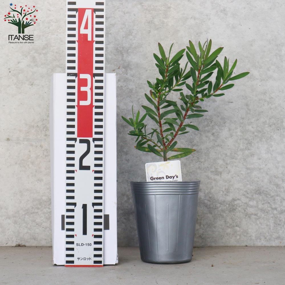 リューカデンドロン・サファリマジック【庭木 4号ポット／1個売り