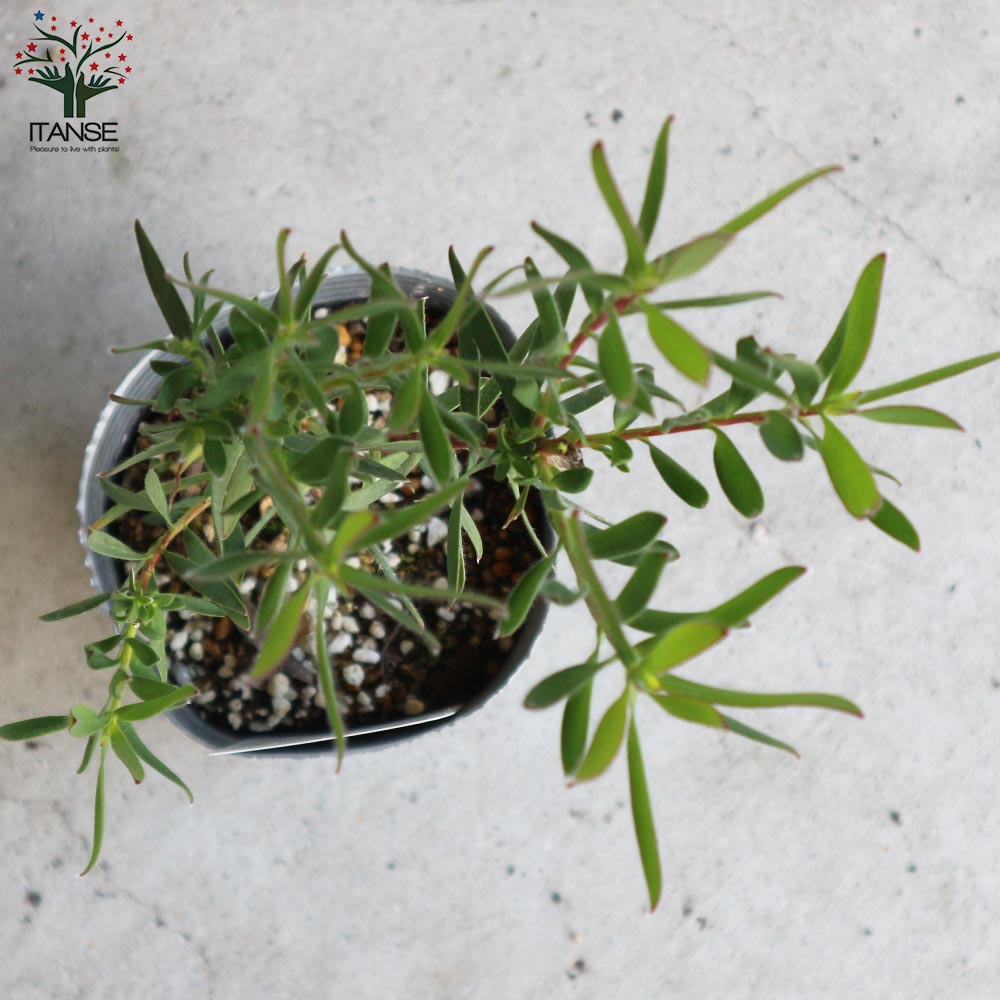 リューカデンドロン・サファリマジック【庭木 4号ポット／1個売り