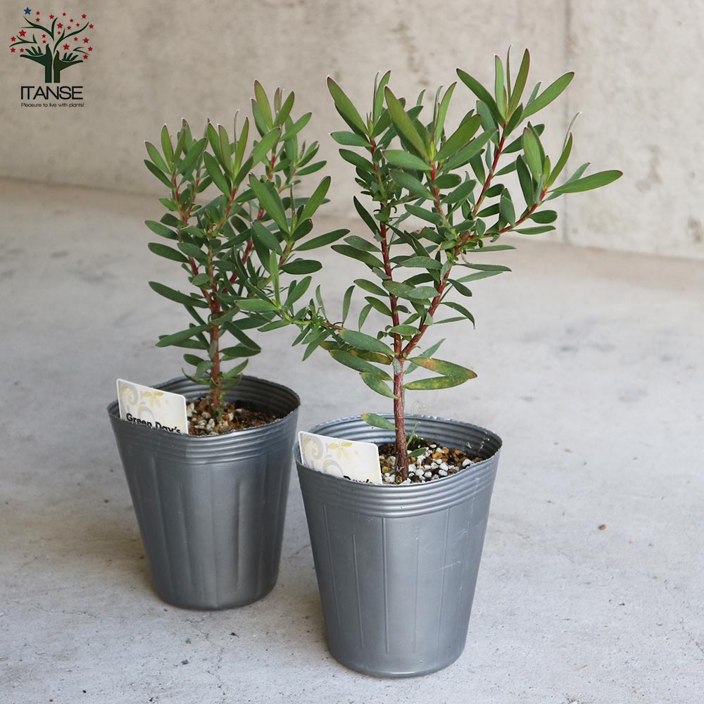 リューカデンドロン・サファリマジック【庭木 4号ポット／1個売り