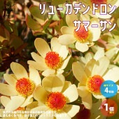 リューカデンドロン・サマーサン【庭木 4号ポット／1個売り】|植木・花木
