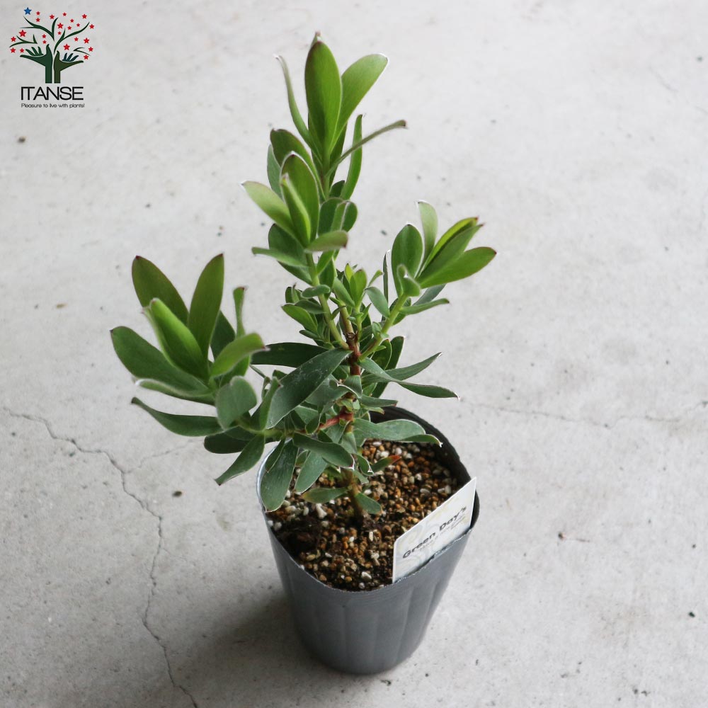 リューカデンドロン・サマーサン【庭木 4号ポット／1個売り】｜ 【植物