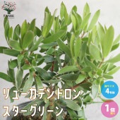 リューカデンドロン・スターグリーン【庭木 4号ポット／1個売り】|植木・花木