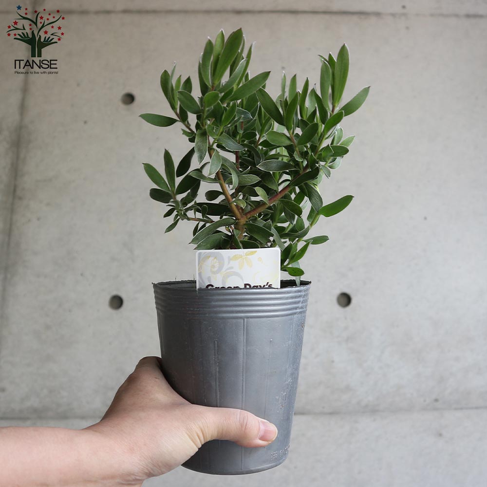 リューカデンドロン・スターグリーン【庭木 4号ポット／1個売り