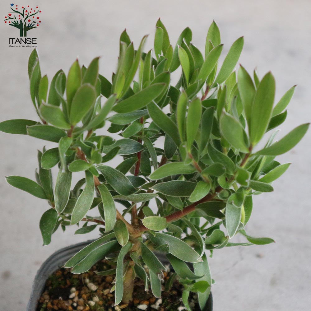 リューカデンドロン・スターグリーン【庭木 4号ポット／1個売り