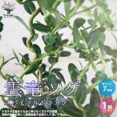 雲竜ツゲ 【庭木 7号鉢大苗 盆栽・観葉植物／1個売り】|植木・花木