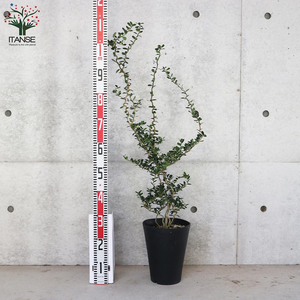 雲竜ツゲ 【庭木 7号鉢大苗 盆栽・観葉植物／1個売り】｜ 【植物の