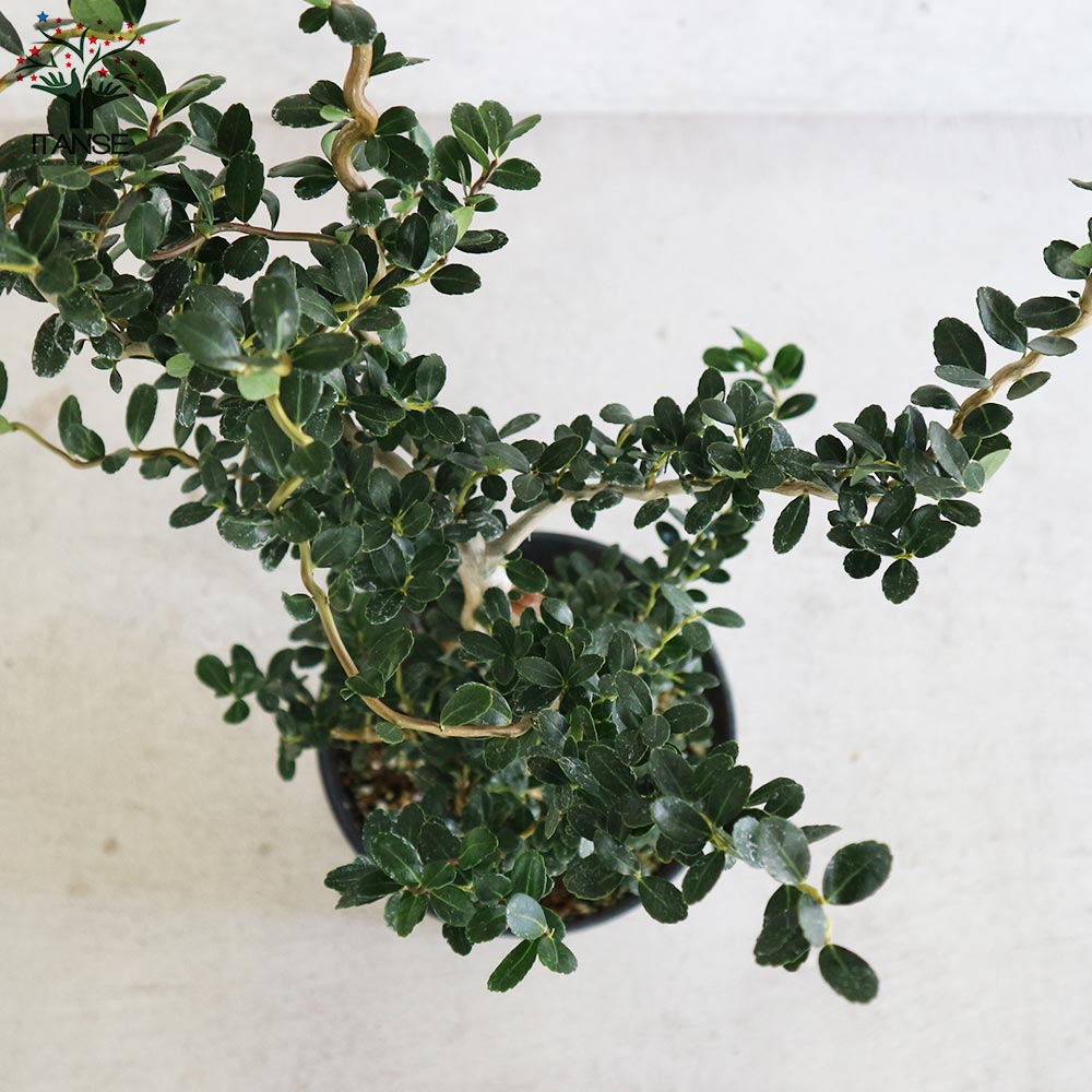 雲竜ツゲ 【庭木 7号鉢大苗 盆栽・観葉植物／1個売り】｜ 【植物の