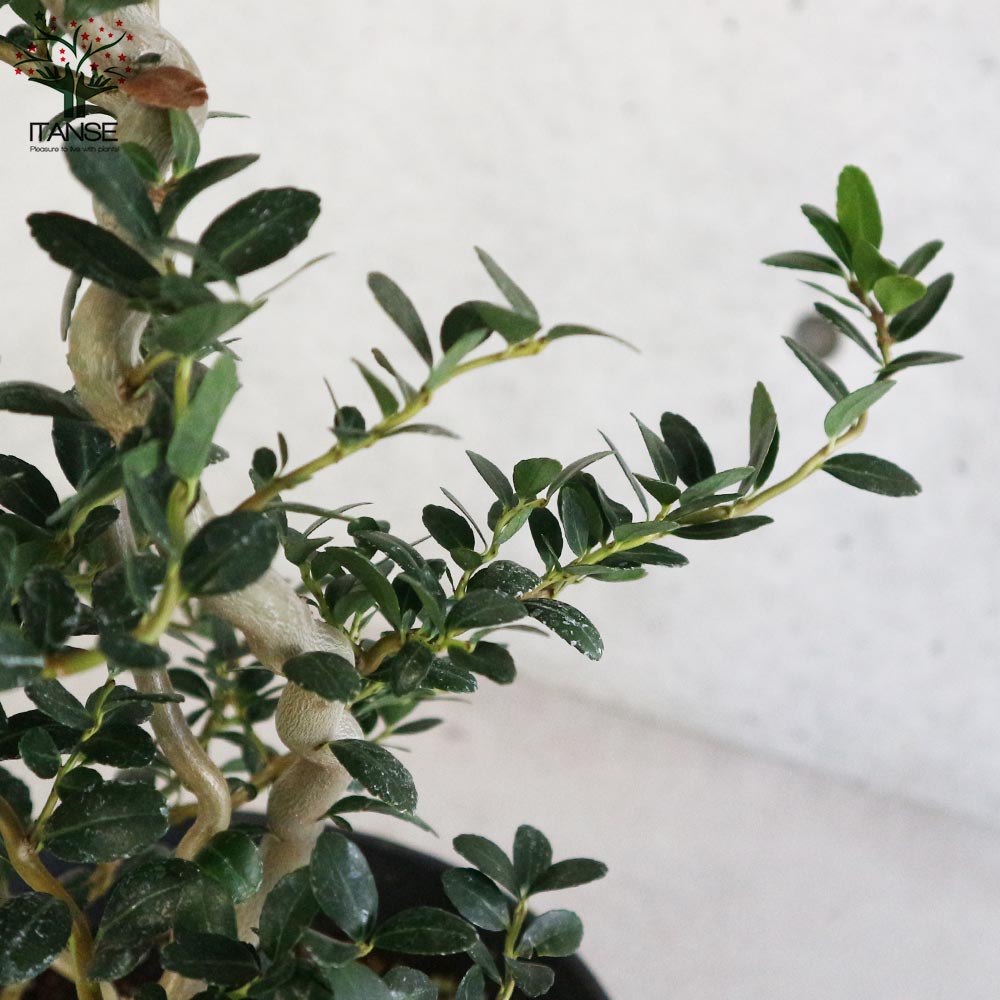 雲竜ツゲ 【庭木 7号鉢大苗 盆栽・観葉植物／1個売り】｜ 【植物の