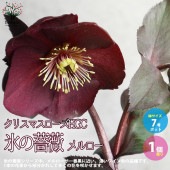 クリスマスローズ HGC 氷の薔薇”メルロー(Merlot)” CRAFTED【花苗 7号ポット大苗／1個売り】|植木・花木