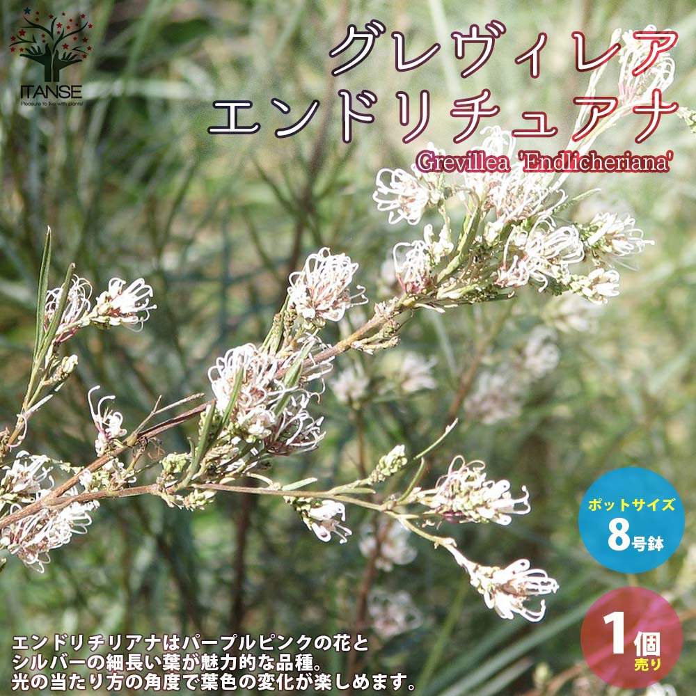 グレビレア・エンドリチェリアナ 【庭木 8号ポット大苗／1個売り】