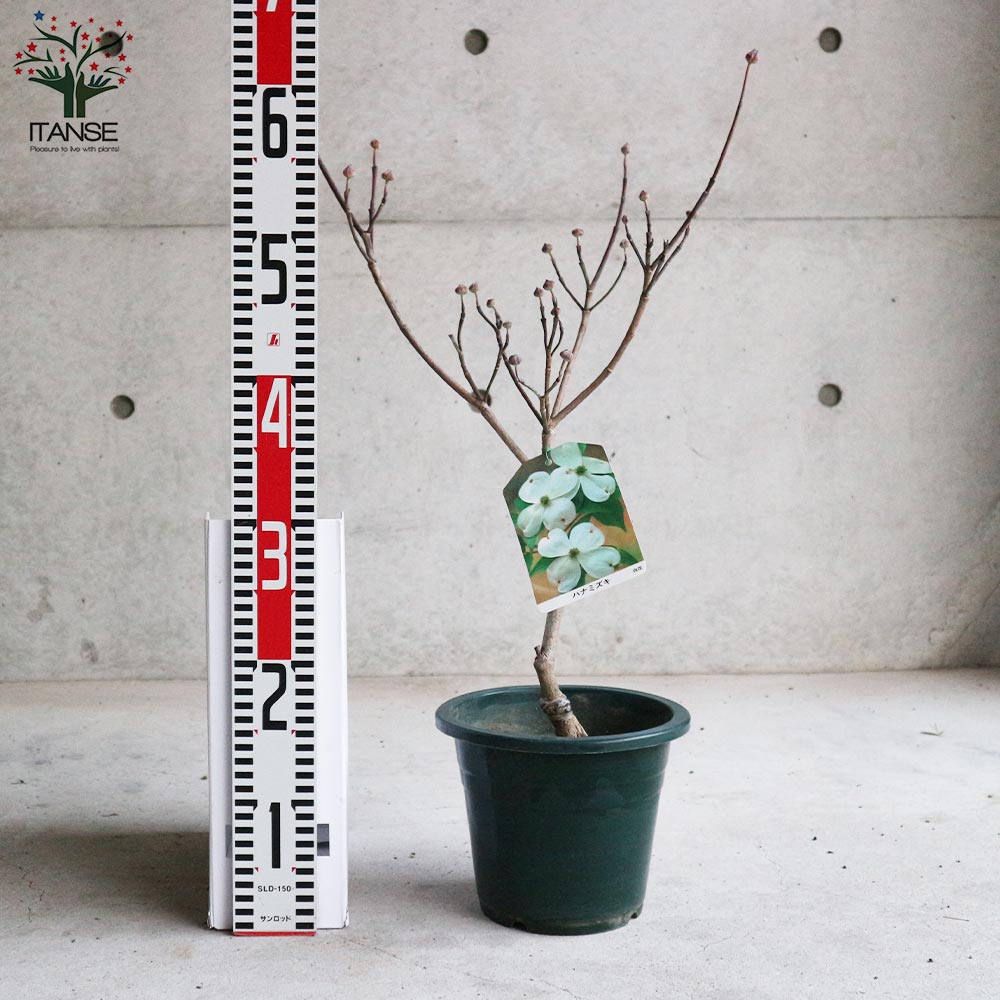 ハナミズキ/クラウドナイン【現品発送】管理70831 t-204_4-1.jpg