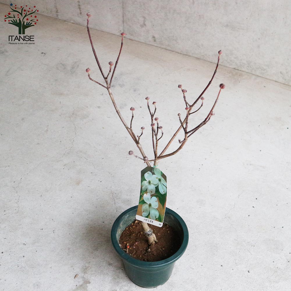 ハナミズキ・クラウドナイン【庭木 6号鉢／1個売り】｜ 【植物の