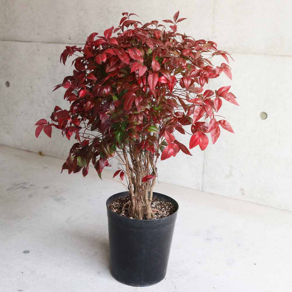 オタフク 南天【庭木 7号鉢／1個売り】