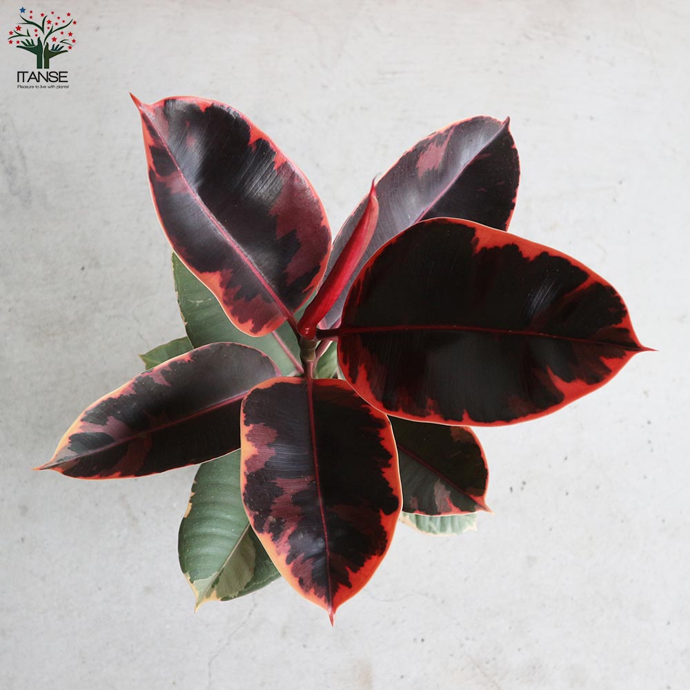 フィカス ルビー 実生 自然樹形 12/16まで特価 送料込 フィカス・ルビー 【観葉植物 6号鉢・リビングやオフィスの窓辺向き