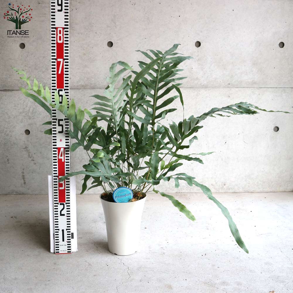 フレボディウム・ブルースター【観葉植物 多肉植物／1個売り