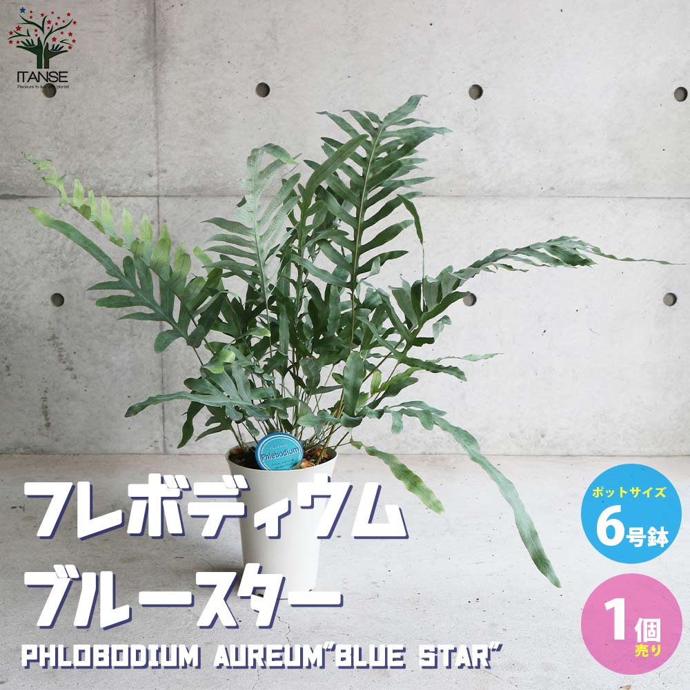 フレボディウム・ブルースター【観葉植物 多肉植物／1個売り