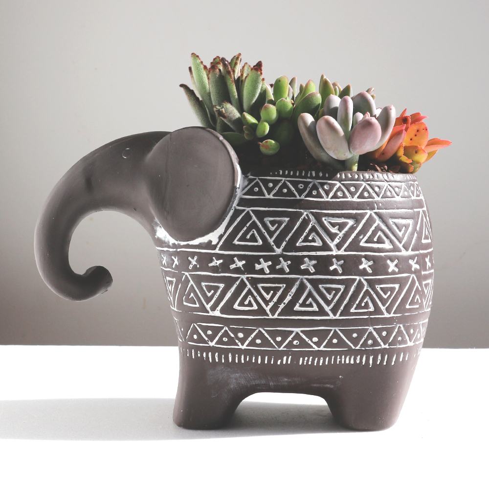 多肉植物 寄せ植え・象さん【多肉植物 多肉植物／1個売り】