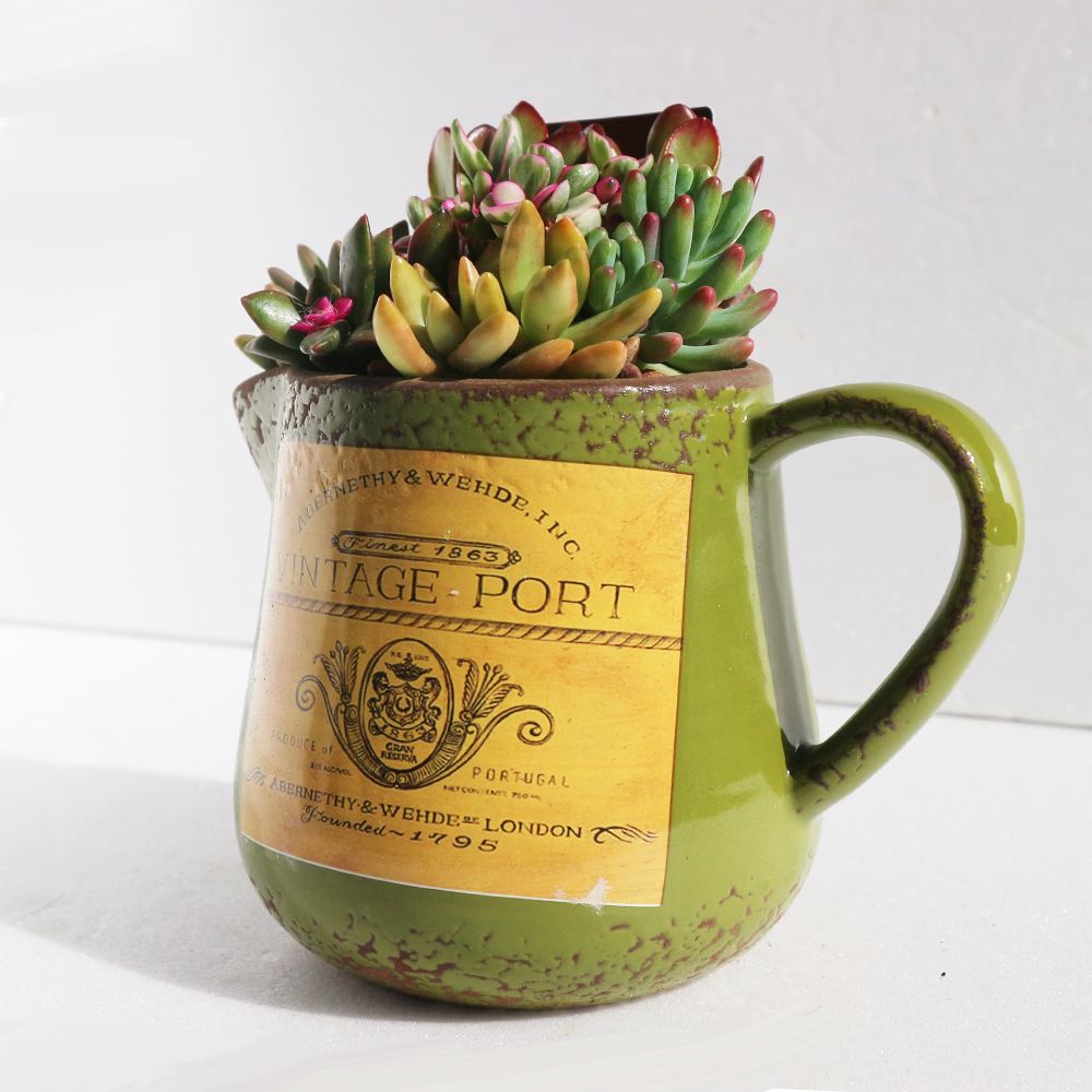 多肉植物 寄せ植え・ピッチャー(グリーン)【多肉植物 プレゼントやリビングやオフィス向き／1個売り】