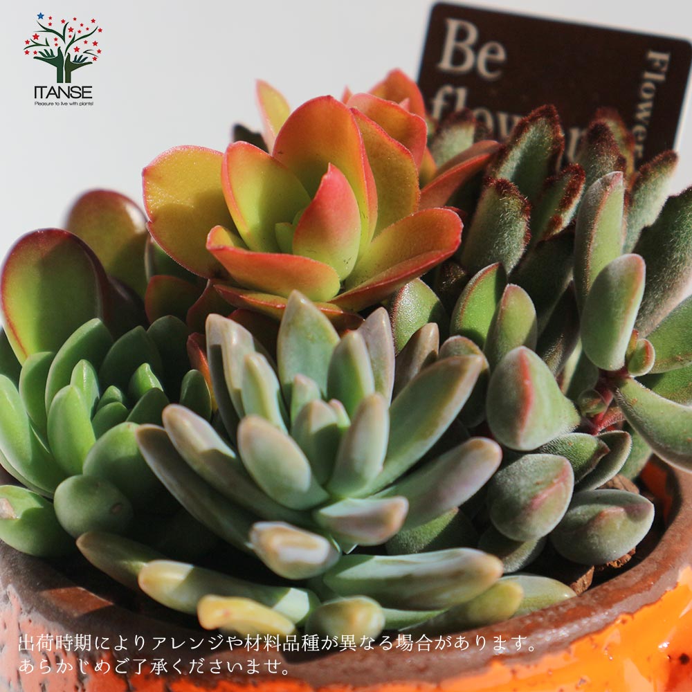 多肉植物 寄せ植え・ピッチャー(オレンジ)【多肉植物 プレゼント