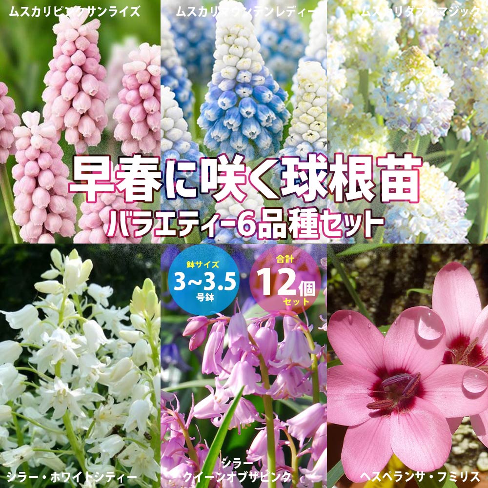 早春に咲く可愛い球根苗・バラエティー6品種Bセット：ムスカリ・ピンクサンライズ／マウンテンレディー／ダブルマジック／シラー・ホワイトシティ／クイーンオブザピンク／ヘスペランサ・フミリス【3～3.5号 球根芽出し苗／お買い得12個セット】