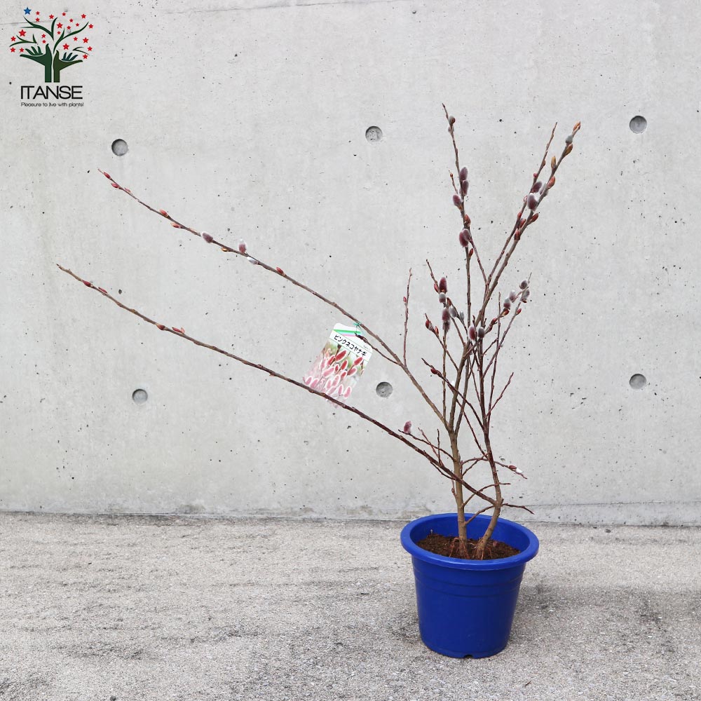 ピンクのネコヤナギ 【庭木 6号鉢／1個売り】｜ 【植物のITANSE