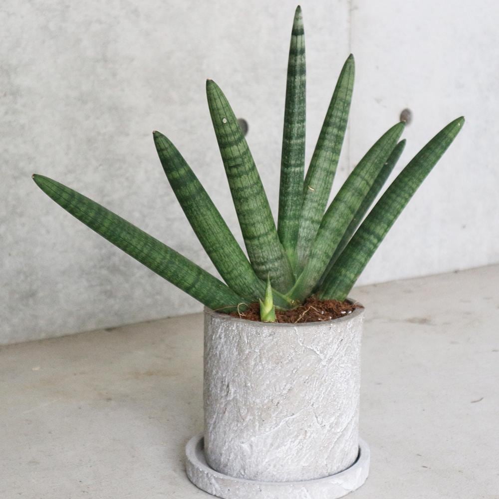 サンスベリア・ボンセレンシス【観葉植物 6号セラミック鉢(受皿付き)・リビングやオフィスの窓辺向きサイズ／1個売り】