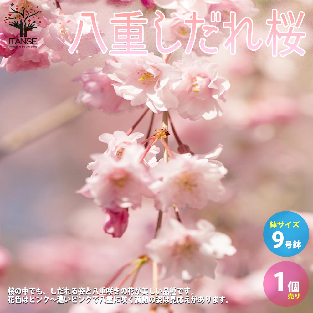 八重しだれ桜 【庭木 9号鉢大苗／1個売り】